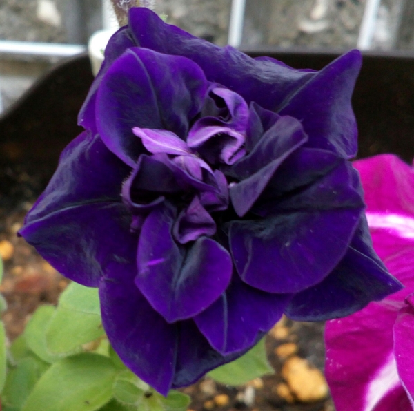 濃い紫の八重咲き ペチュニア のアッ 今年開花した ペチュニア のアルバム みんなの趣味の園芸 Id