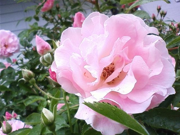 つるバラ 春がすみ やわらかそうな花弁 バラ ミニ薔薇 のアルバム みんなの趣味の園芸 Id 417