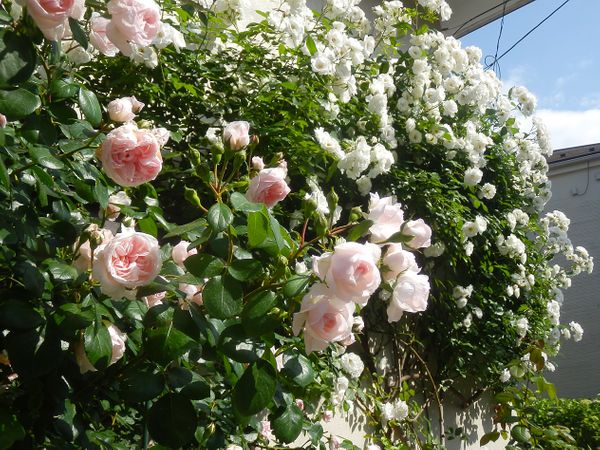 シンデレラは今が満開です 薔薇と西洋芝のマイガーデン のアルバム みんなの趣味の園芸