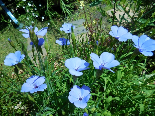 ビスカリアブルー ナデシコ科 一年草 五月の庭花 のアルバム みんなの趣味の園芸 Id