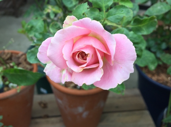 ミニ薔薇 インフィニティ ダークピンク 16年 春の薔薇 のアルバム みんなの趣味の園芸 Id