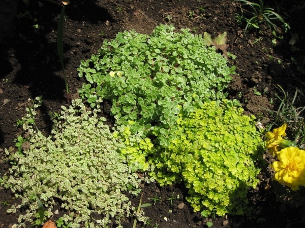 セダム ３種類 地植えにしています グランドカバープランツいろいろ のアルバム みんなの趣味の園芸 2542