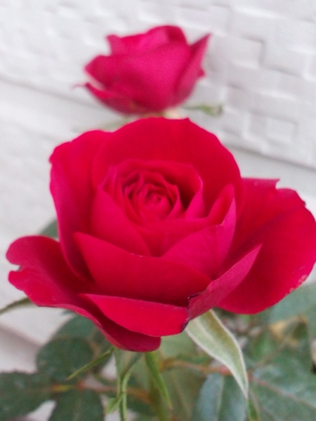 ミニバラ 名前は 冬に咲く赤いバラ バラ のアルバム みんなの趣味の園芸