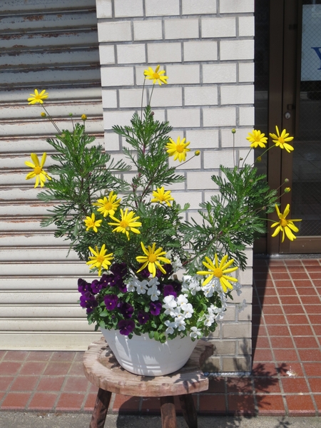 ユリオプスデージーとビオラの寄せ植え 16 家の花5月 のアルバム みんなの趣味の園芸 Id