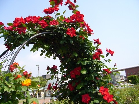 蔓バラのアーチ 五月の青空に赤いバラが Rsk 薔薇園で のアルバム みんなの趣味の園芸 Id