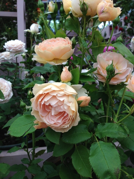 杏 F G Rose 第18回国際バラとガーデニングショウ のアルバム みんなの趣味の園芸 Id