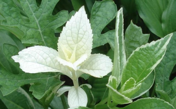 白い葉のアジサイ この白い葉は どの 花と観葉植物のある生活 のアルバム みんなの趣味の園芸 Id