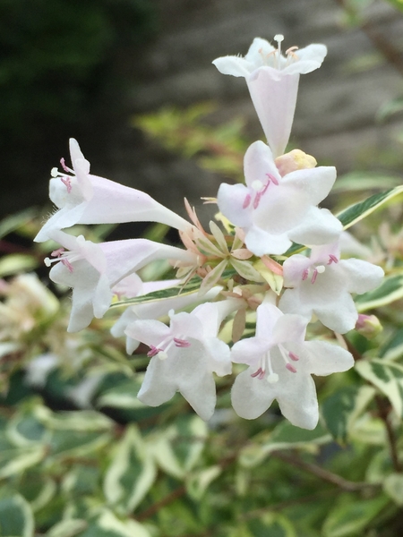 夏の花 小さい白い花がたくさん枝に飾 花 のアルバム みんなの趣味の園芸