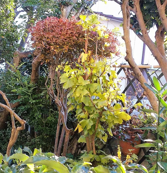 赤い葉の ドウダンツツジ と黄色いはの No 1我家の庭木 低木花色々 のアルバム みんなの趣味の園芸