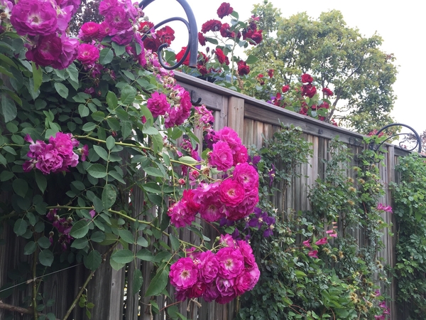 壁沿いのバラ オシャレな色です 花のお出かけ 16横浜イングリッシュガーデン5月 のアルバム みんなの趣味の園芸 Id