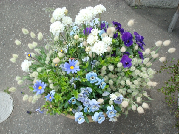ブルーデージー アルメリア パンジー 春の花 寄せ植えです のアルバム みんなの趣味の園芸 Id 41