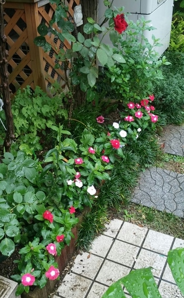 ニチニチソウ 花壇の縁取り 夏のかおりん庭 のアルバム みんなの趣味の園芸