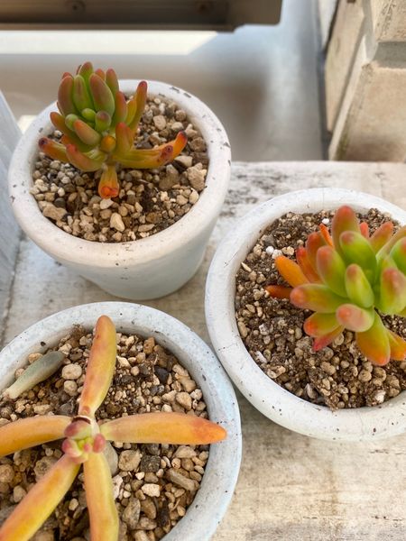 八千代 可愛く紅葉してます 間延びし 多肉植物 サボテン のアルバム みんなの趣味の園芸 Id