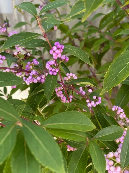 紫式部が可愛い色に 今咲いてる花 のアルバム みんなの趣味の園芸