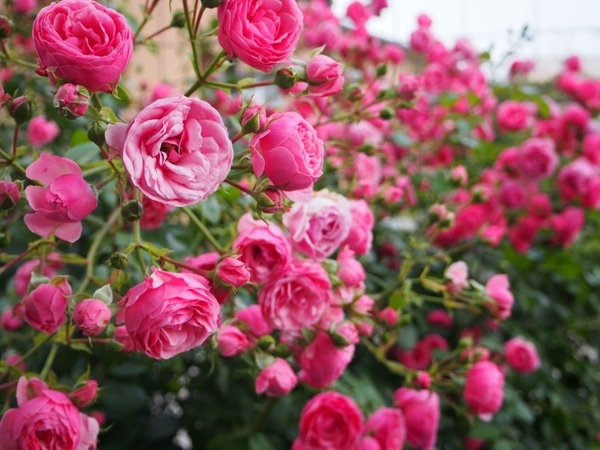 つる薔薇 ポンポネッラ 5月 南側に自 16年 我が家の庭で咲いた薔薇 のアルバム みんなの趣味の園芸 Id