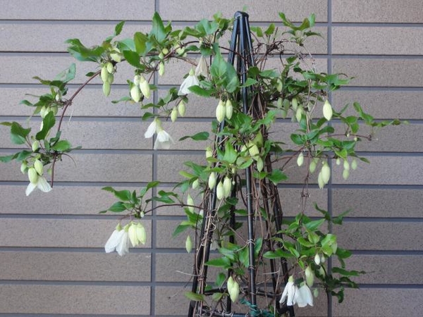 冬咲きクレマチス シルホサジングルベ 咲きました のアルバム みんなの趣味の園芸 1772