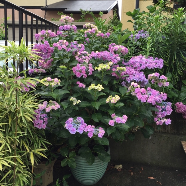 16 6 21撮影 額紫陽花 鉢植え 毎年大 紫陽花 のアルバム みんなの趣味の園芸
