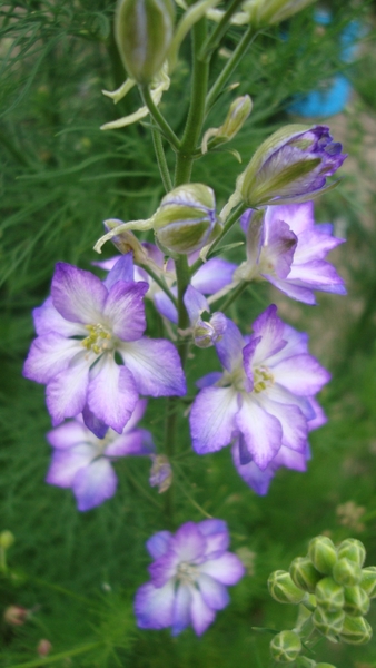 種まきっこ千鳥草 白に紫の覆輪 実家の庭と畑 のアルバム みんなの趣味の園芸 Id