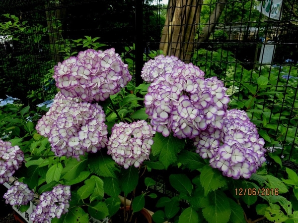 ６ 手毬アジサイ ジャパーニュ ミカ アジサイ 紫陽花 のアルバム みんなの趣味の園芸