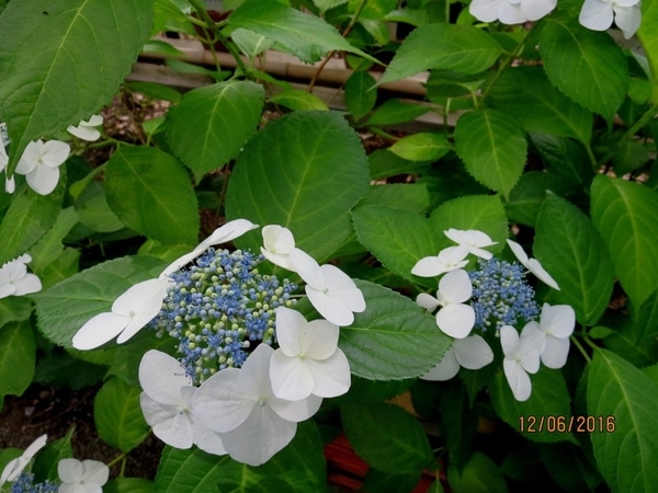 ２ ガクアジサイ ベイチ 装飾花 アジサイ 紫陽花 のアルバム みんなの趣味の園芸 Id