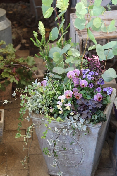 ユーカリ ポポラス ビオラ２種 ネメシ むぎママの寄せ植え のアルバム みんなの趣味の園芸 Id