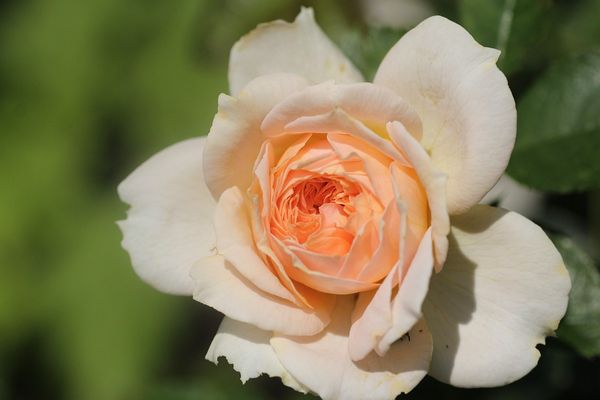 ガーデンオブローゼス Fl 淡い杏色の バラ のアルバム みんなの趣味の園芸 Id