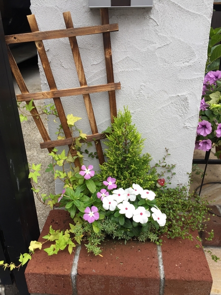玄関前のミニ植込みの寄植え ガーデニングビギナー です のアルバム みんなの趣味の園芸
