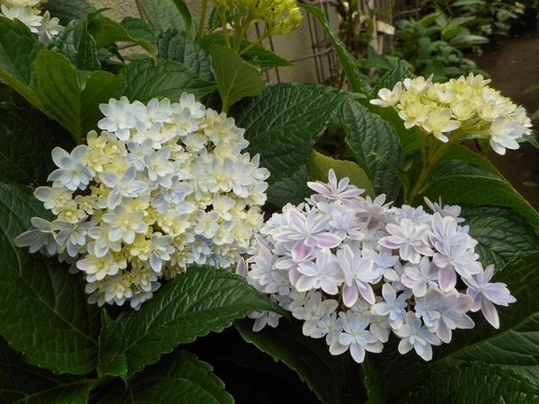 アジサイ 万華鏡 美雲 みくも 島根 小さな庭 ６月 のアルバム みんなの趣味の園芸
