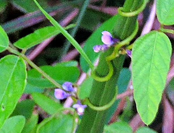 名前不明 蔓性植物 小さい青い花 野草 キノコなど のアルバム みんなの趣味の園芸 Id
