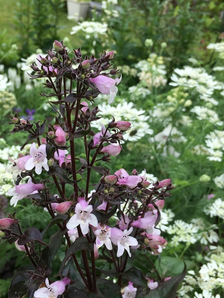 独特の銅葉と淡いピンク紫の花が スー わが家の庭の風景 のアルバム みんなの趣味の園芸 Id