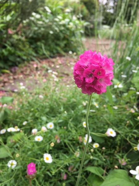 鮮やかな花色 ポンポンみたいな可愛い花 わが家の庭の風景 のアルバム みんなの趣味の園芸