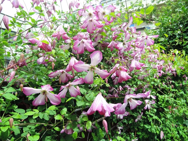 クレマチス アイアムレディーキュー ６月 ７月の庭の花 クレマチス アガパンサス バイカウツギ イトシャジン のアルバム みんなの趣味の園芸