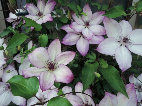 クレマチス フォンドメモリーズ ６月 ７月の庭の花 クレマチス アガパンサス バイカウツギ イトシャジン のアルバム みんなの趣味の園芸