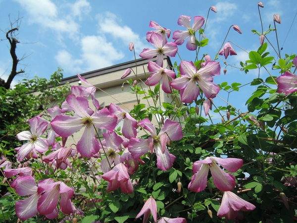 クレマチス アイアムレディーキュー ６月 ７月の庭の花 クレマチス アガパンサス バイカウツギ イトシャジン のアルバム みんなの趣味の園芸