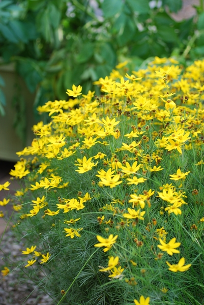 黄色い小さな菊に似た花が咲く コレ 明るい花色 かわいい花の形 のアルバム みんなの趣味の園芸 Id