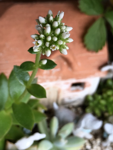小さな白い花が咲き始めました わが家の多肉植物 のアルバム みんなの趣味の園芸 Id