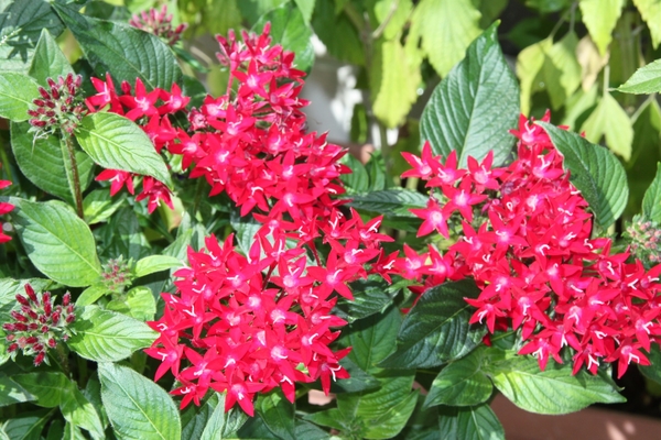 赤いペンタス 小さな星のブーケがたくさ 16 家の花9月 のアルバム みんなの趣味の園芸 Id