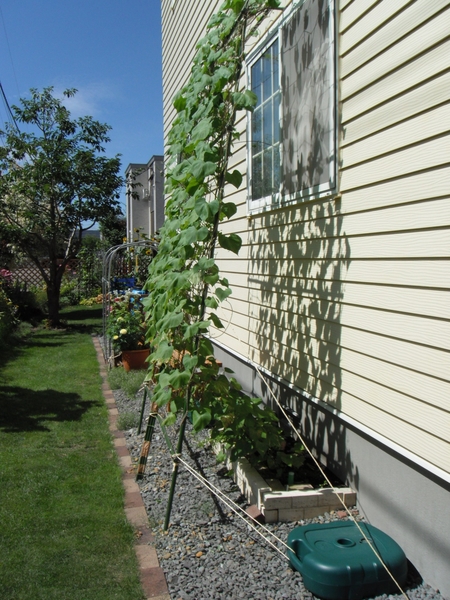 8 10の様子 成長して窓全体を覆いました グリーンカーテン16 アーリーヘブンリーブルー のアルバム みんなの趣味の園芸 Id 3292