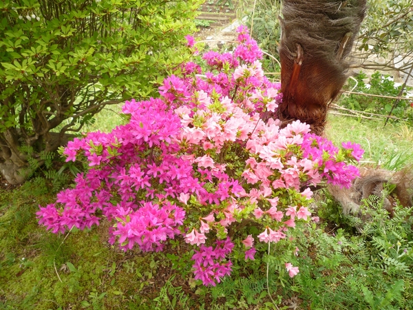 キリシマツツジ園芸種 キリン咲き分け 庭にあったサツキ ツツジは6種類 のアルバム みんなの趣味の園芸