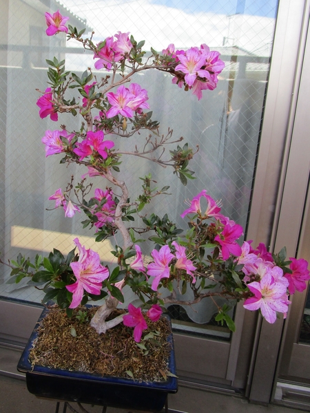 サツキツツジ 紫苑 唯一の盆栽で自宅 庭にあったサツキ ツツジは6種類 のアルバム みんなの趣味の園芸