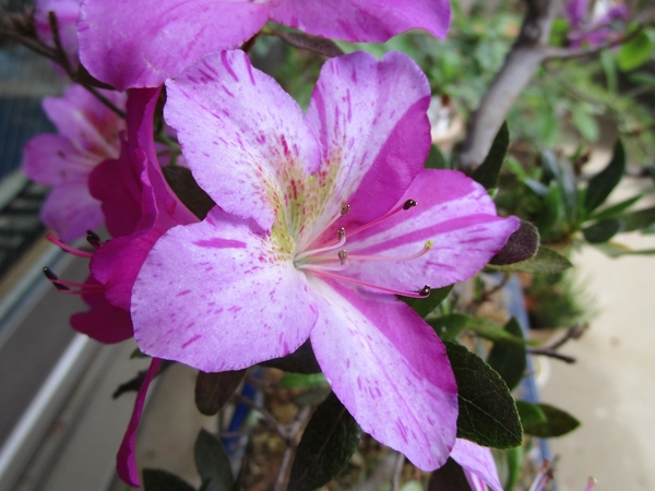サツキツツジ 紫苑の花 華やかさを感 庭にあったサツキ ツツジは6種類 のアルバム みんなの趣味の園芸