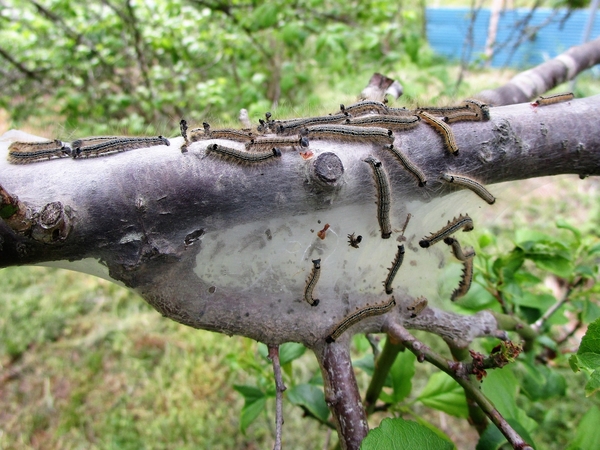 梅の木に群がる毛虫 オビカレハの幼虫 庭の害虫 病気と対応は のアルバム みんなの趣味の園芸