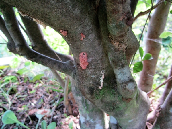ドウダンツツジのカミキリムシ幼虫被害 庭の害虫 病気と対応は のアルバム みんなの趣味の園芸 Id 4267