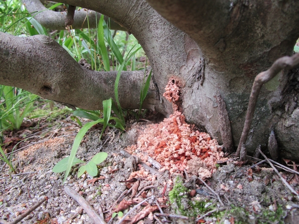 ドウダンツツジのカミキリムシ被害2 裏 庭の害虫 病気と対応は のアルバム みんなの趣味の園芸 Id