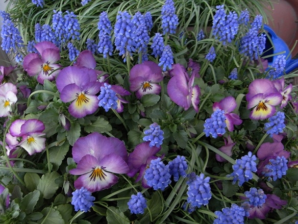 ムスカリとパンジーの寄せ植え 紫色で ベランダの花 のアルバム みんなの趣味の園芸