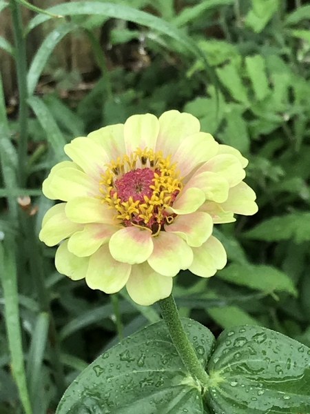 ジニア クィーン ライムブロッチ 黄緑 花徒然 のアルバム みんなの趣味の園芸 Id