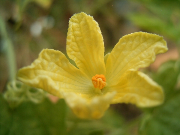ゴーヤー ニガウリ の花はツルレイシ 花自慢 のアルバム みんなの趣味の園芸 Id 3499
