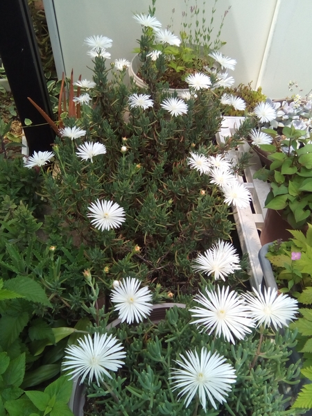 マツバギク 松葉菊 の写真 みんなの趣味の園芸 Id 436274
