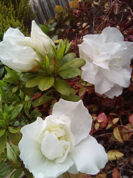 アザレア 白 アザレアの白が咲いて ねこのおでこ 365日 のアルバム みんなの趣味の園芸 Id