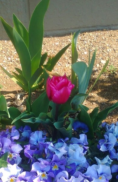 マンション花壇に植えた ピンクカメオ バンジー ビオラとチューリップの寄せ植え のアルバム みんなの趣味の園芸 Id 4012